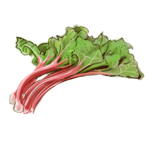 rhubarbe_web
